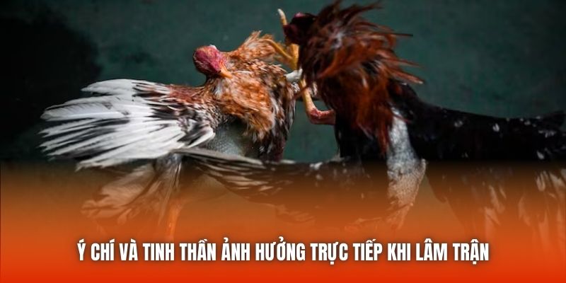 Ý chí và tinh thần ảnh hưởng trực tiếp khi lâm trận